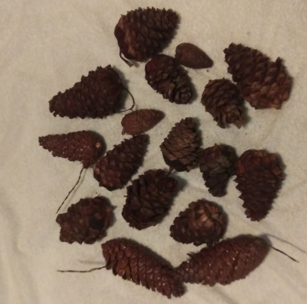 17 Pine Cones Infused with Cinnamon